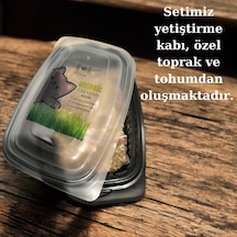 Agviv Kedi Çimi Yetiştirme Seti Doğal