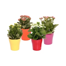Kalanşo Çiçeği Kalanchoe 10 Adet Karışık Renklerde