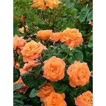 Yediveren Somon Kayısı Sarmaşık Gül Fidanı 5 Adet 15-25 Cm 1500
