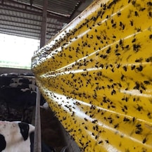 Karasinek Tuzagı Sinbant.Yapışkanlı Sarı Bant.30Cmx100 Metre