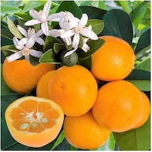3 Yaş Aşılı Citrus Calamondin Süs Mandalinası Fidanı. Torbada