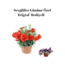 Kadınlar Gününe Özel Kırmızı Renk Kokulu Karanfil Çiçeği Telgraf Hediyeli