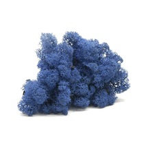 Reindeer Moss Mavi Şoklanmış Norveç Yosunu 30gr