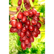 Sarmaşık Cins Red Globe Tatlı Üzüm Bitkisi Fidanı Tüplü Dikime Hazır 20-40cm