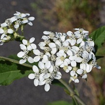 Common Boneset Çiçeği Tohumu 50 Tohum