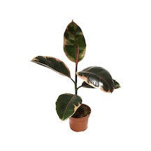 Ficus Elastica 'Belize' (Kauçuk Çiçeği) Ø12 CM 30-35 CM