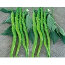 Biber Acıkıl Fırat Tohumu - Aksel 10 Gr