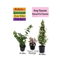 Kokulu Arap Yasemini+katmer Ful Yasemin+ Çiçeği 3'lü Bahçe Seti