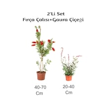 Fırça Çalısı+ Gaura Çiçeği2'li Set Dış Mekan Bitkisi