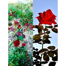 Yediveren Kırmızı Renkli Kokulu 25 50 Cm Saksılı Aşılı Gül Red Rose