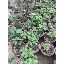 Nane Fidanı Fidesi 5 Adet 10-20 Cm