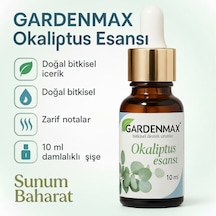 Okaliptus