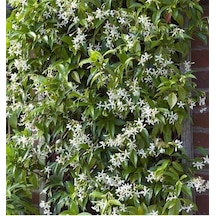 Rhyncospermum Jasminoides Arap Yasemini Yasemin Fidanı