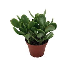 Crassula Ovata / Şans-para Çiçeği