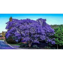 Saksılı Jacaranda (Jakaranda) Ağacı Fidanı (100-150 cm)