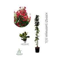Kırmızı Sarmaşık Gül Fidanı Saksılı Tüplü 60-80cm+yeşim Para Çiçeği