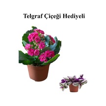 Sevgililer Gününe Özel Pembe Renk Kalanşo-emel Hanım Çiçeği Telgraf Hediyeli