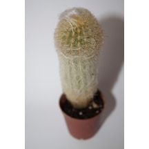 Cephalocereus Senilis - Tüylü Kaktüs 5,5 Cm Saksıda