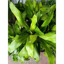 Servet Bitkisi / Dracaena Draçena Fragrans Massengana / 80-100 Cm / 2 Kollu / Sevilen Bitki