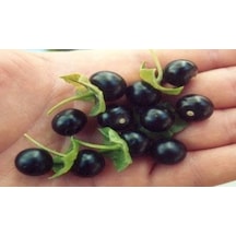 Meksika JaLomato Tohumu 20 Tohum