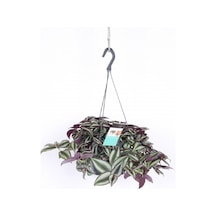 Çok Avantajlı Telgraf Çiçeği Askılı Saksı Tradescantia Zebrina Çiçeği Diğer