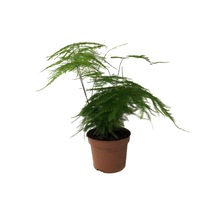 Asparagus Plumosus (Kuşkonmaz Çiçeği) Ø12 CM Y25-30 CM