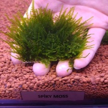 Spiky Moss Tele Sarılı 5x5cm Yeni Sarım Canlı Bitki