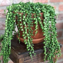 Serada Decor Plant Askılı Tesbih Çiçeği