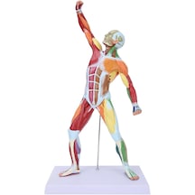 Eğitim Amaçlı Kas Modeli, 52 Cm, Gerçek Boyutun 1/4 Ü - Kas Mak 01