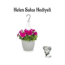 Kadınlar Gününe Özel Pembe Renk Askılı Petunya Bitkisi Helen Saksı Hediyeli