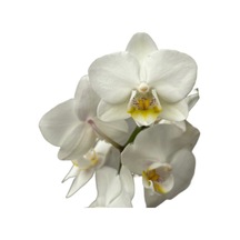 Phalaenopsis 'amabilis' Beyaz Orkide Ø12 Cm 45-50 Cm