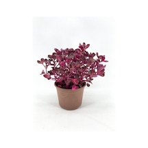 Kırmızı Çingene Şalvarı Fidanı 10-20 Cm
