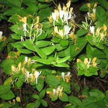 Hanımeli Lonicera