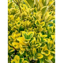 Videolu Alacalı Taflan 40 60 Cm 1 Adet Saksılı Dış Mekan Bitkisi Laurocerasus Officinalis Roem.