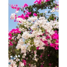 Çift Renkli Pembe Beyaz Begonvil 40 60 Cm 1 Adet Tüplü Iç/ Dış Mekan Bitki Bougainvillea Diğer