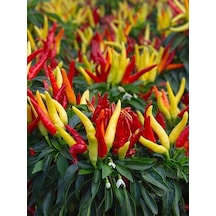 +100 Adet Yediveren Süs Cin Biber Tohumu