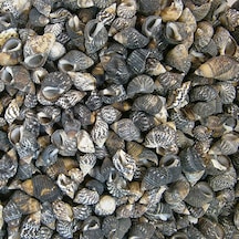 Nassarius Gaudiosus Kiloluk Deniz Kabuğu 500 Gr