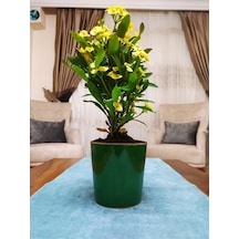 Nura Botanik Dev Dikenler Tacı Çiçekçiği Milli Çiçeği Euphorbia Milli
