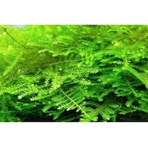 Christmas Moss Cup Canlı Bitki Tr-413161