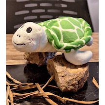 Caretta Caretta Kaplumbağa Küçük Yeşil