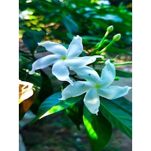Videolu Şahane Kokulu 1 Adet Beyaz Ful Yasemin Fidanı 60-120cm Saksılı White Jasmine