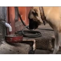 3e Tasarım Otomatik Köpek Mama Makinesi