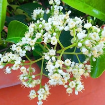 Tüplü Yağlı Kartopu viburnum Lucidum Fidanı