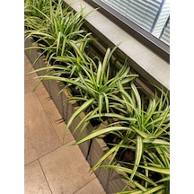 Videolu Kurdela Çiçeği 20 40 Cm 1 Adet Saksılı Bahçe Salon Bitkisi Chlorophytum