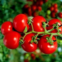 Ata Tohumları Geleneksel Yarı Sırık Çeri Pinpon Domates Tohumu 20 Tohum
