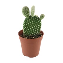 Opuntia Microdasys 'Albata' (Kaktüs) Ø5,5 CM Y0-10 CM