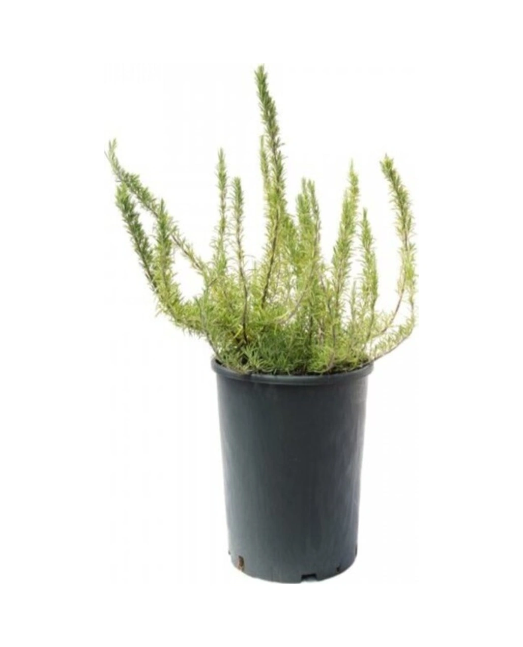 Rosmarinus Officinalis - Yayılıcı Biberiye Fidanı 10-20 Cm