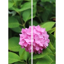 Çok Sevilen Pembe Ortanca Fidanı 40-50 Cm Saksıda Çiçekli Bodur Bitkiler Pink Hydrangea