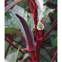 20 Adet Red Burgundy Bamya Tohumu
