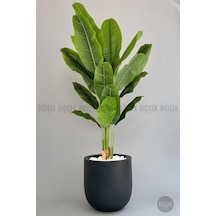 Yapay Muz Ağacı 200 Cm Lux Dış Mekan Saksıda H